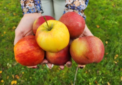 ROCK spectrometers for fruit grading