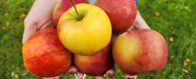ROCK spectrometers for fruit grading