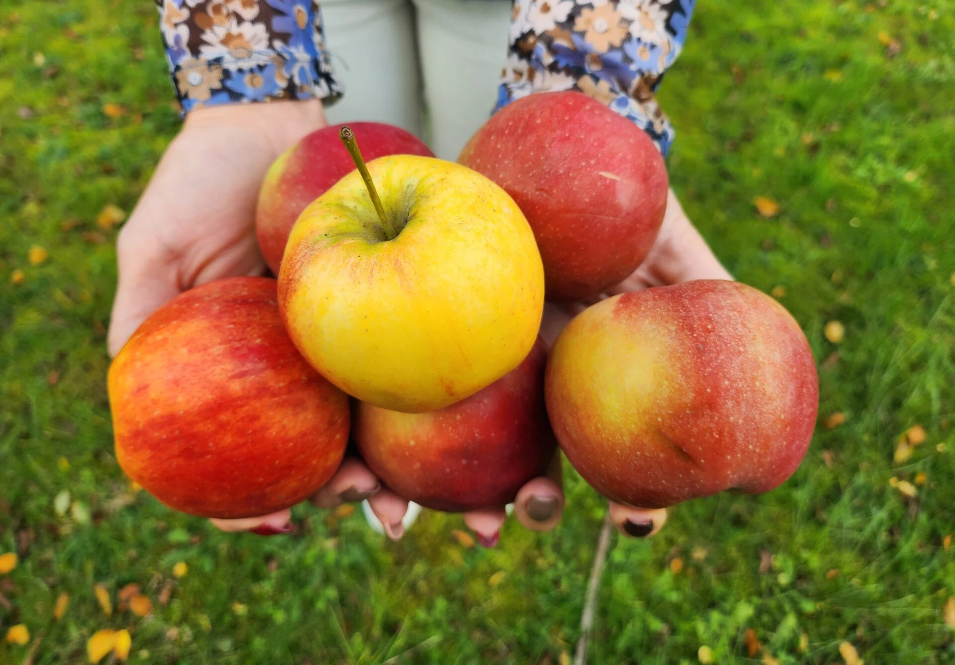 ROCK spectrometers for fruit grading